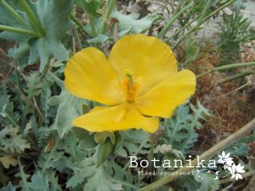 glaucium flavum